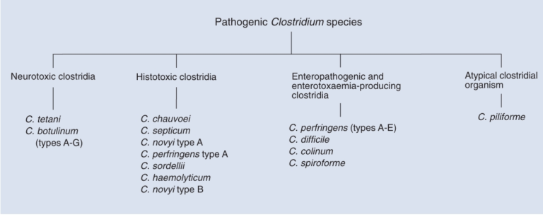 CLOSTRIDIA: SPOREFORMING ANAEROBIC BACILLI